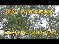 Download Lagu SUARA PANCINGAN KEPODANG ASLI ALAM