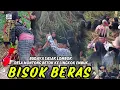 Download Lagu BISOK BERAS BUDAYA ADAT SASAK LOMBOK DESA MONTONG BETOK KE LINGKOK EMBUK | EMBUK DESA PESANGGRAHAN