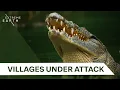 Download Lagu Ruthless Nile Crocodiles: Uganda’s Deadly River Predators | Biggest \u0026 Baddest