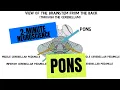 2-Minute Neuroscience Pons