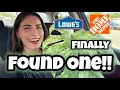 WISHLIST PLANT UNLOCKED Home Depot Lowe s Plant Shopping in Manchester NH