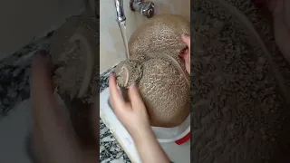 اسرع و اسهل طريقة لغسل الكرشة 