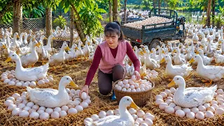 Inside a Duck Farm in Rural Vietnam – Harvesting Eggs: From Farm to Local Market