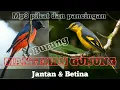 Download Lagu mp3 suara pikat dan pancingan burung mantenan gunung
