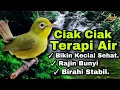Download Lagu Terapi Kecial Kuning Suara Air Ampuh Bikin Kecial Sehat Dan Rajin Bunyi‼️| PEPADU KECIAL