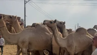 @youtubecreators #youtubehighfive #animalsسوق برقاش دولي