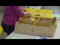 Hatching underway