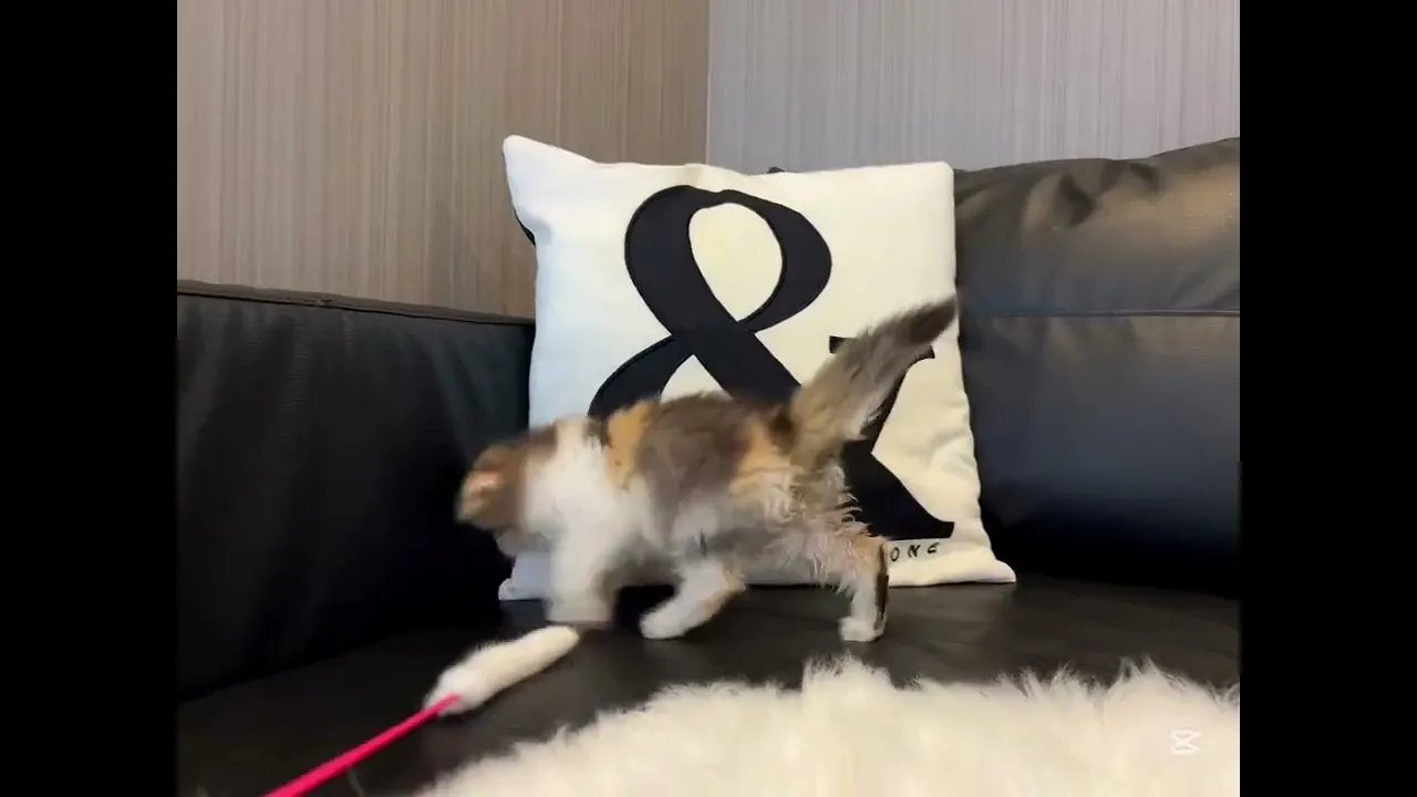 動画
