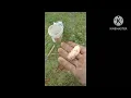 pine trees insect awsome tastes ( khniang tre kseh)