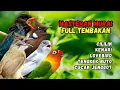 Lagu Masteran Tembakan Cililin, Kenari, Lovebird, Cucak Jenggot dan Tengkek Buto