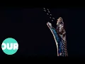 Cobra The Fascinating Life of The King Of Snakes Our World