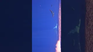 Dolphins at the Bow Never Get Old #sailing #dolphins #underwaterworld #gopro #ocean