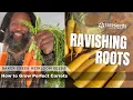 Ravishing Roots How to Grow Perfect Carrots