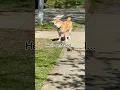 Download Lagu Trying to Teach Shiba a Lesson