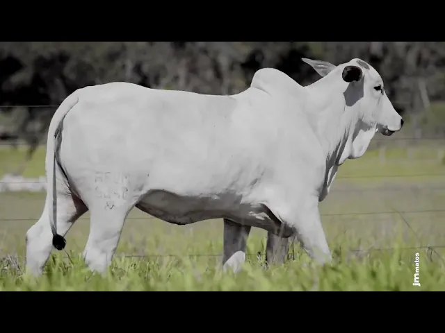 Novilha Nelore AFOM - 5648