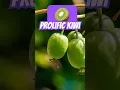 Download Lagu Self-fertile kiwis: Prolific vs. Issai #kiwi #growyourownfood #foodforest  #garden #plants