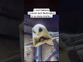 Did you spot him
