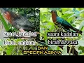 Download Lagu BURUNG KADALAN BIRAH,SPECIFIKASI ANAKAN,SUARA DAN WARNANYA