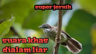 suara ciung air coreng khas di alam liar super jernih