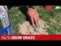 How To Grow Grass - Ace Hardware