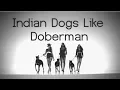 Indian Dogs like Doberman