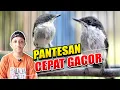 Download Lagu PERAWATAN BURUNG JINGJING BATU CEPAT GACOR