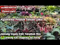 Download Lagu Jangan lupa mampir! Aglonema Lokal rumpunan ekonomisan dan Berbagai jenis tanaman hias 089518397316
