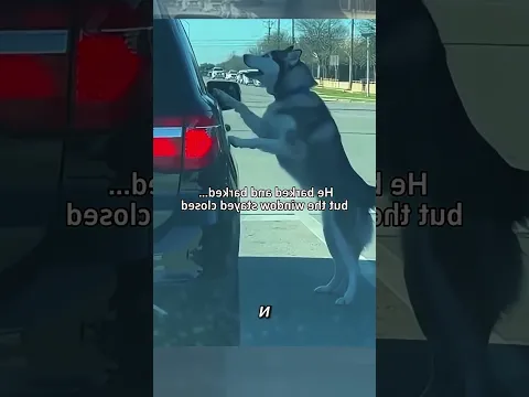 Бросили собаку