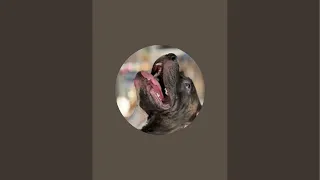 My dog is my world