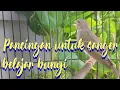 Lagu Pancingan untuk sanger belajar bunyi
