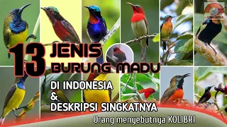 Download BURUNG MADU // KOLIBRI // 13 JENIS ADA DI INDONESIA. MP3