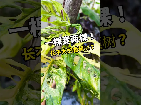 儿子买的“破洞叶”终于被我弄断!Uncle 剪下来直接变两棵