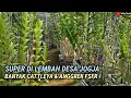Download Lagu Di Lembah Desa, Anggrek Semakin Subur, Sehat \u0026 Mekar Dengan FSFR