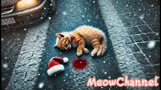 The Kitten and the Christmas Miracle.😺🎄
