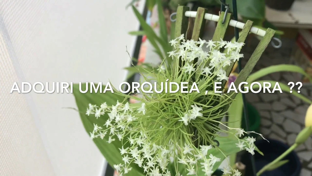 ABC DE COMO CULTIVAR ORQUÍDEAS . (GANHEI UMA ORQUÍDEA, E AGORA? ) (EPISÓDIO 1/12)
