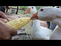 What Treats Do Geese Like CORN