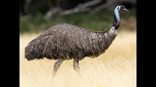 [Emu] How tall are emus || How many eggs do Emus lay || How fast is an Emu