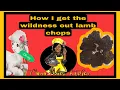 How I Get The wildness out Lamb Chops