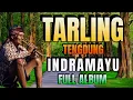 Download Lagu TARLING TENG DUNG - LAGU DANGDUT TARLING TEMAN PERJALANAN - TARLING INDRAMAYU FULL ALBUM