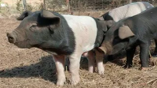 New Pigs on the Block | Welcoming Our Newest Arrivals – Free Range Homestead Ep.67