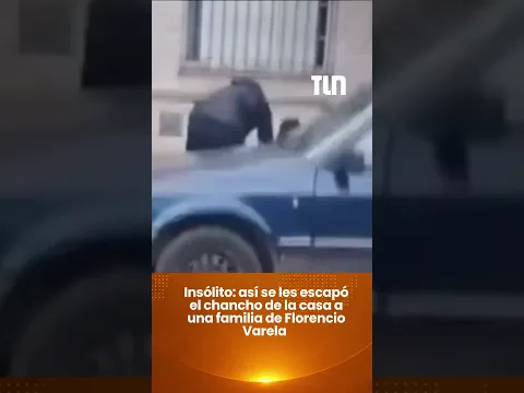 Insólito: así se les escapó el chancho de la casa a una familia de Florencio Varela