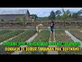 Download Lagu BUKTI NYATA DOA TERJAWAB SAMA ALLOH PAK SUDIWANI TANAM DAUN BAWANG BISA BELI LAHAN