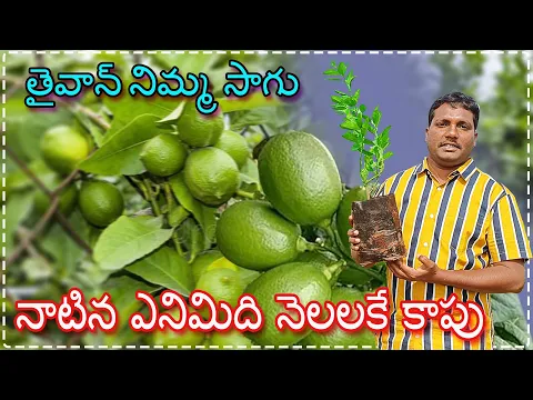 Download MP3 సంవత్సరంలోనే కాపు కు వచ్చే తైవాన్ నిమ్మ | Good Results With Taiwan Variety Lemon | AgriTech Telugu