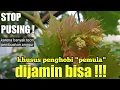 Download Lagu cara paling mudah membuahkan anggur bagi penghobi dan pemula