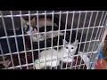 Cats found dumped in the Poconos