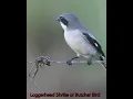 Download Lagu Burung Shrike Tempayan alias Burung Jagal
