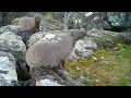 Sacarrabos Egyptian Mongooses Meloncillos