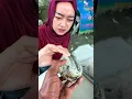 Lagu Belah batu anggur Waykanan 