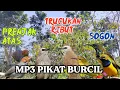 Download Lagu Mp3 pikat burcil ribut, prenjak atas, trucukan \u0026 sogon