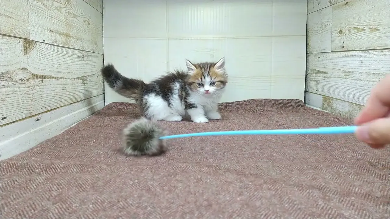 動画